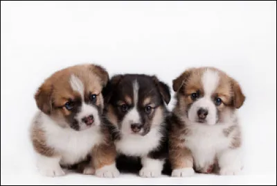 Quel chiot t'attire le plus ?