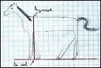 Comment mesure-t-on la taille du cheval ?