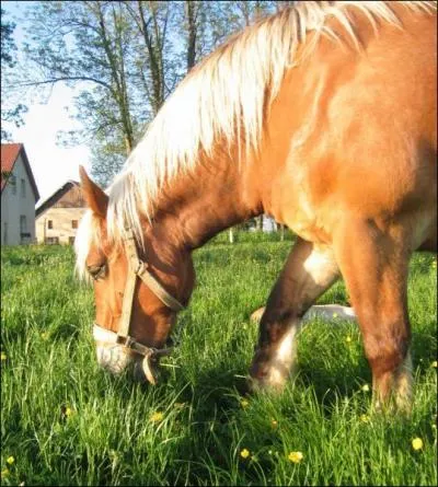 Quelle est la robe de ce cheval ?