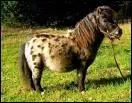 Comment s'appelle le cheval le plus petit du monde ?