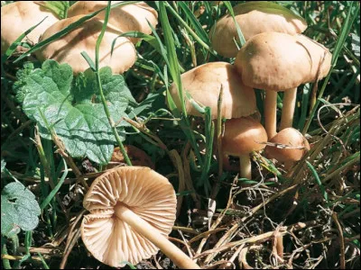 Divine des monts, c'est l'...