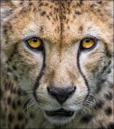 Les griffes du guépard ne sont pas rétractiles !