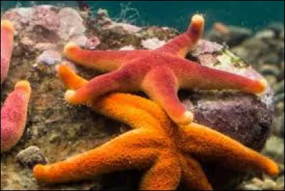 Les étoiles de mer n'ont pas de cerveau !