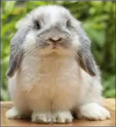 Les lapins sont des rongeurs !