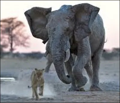 Les éléphants ont peur des souris !
