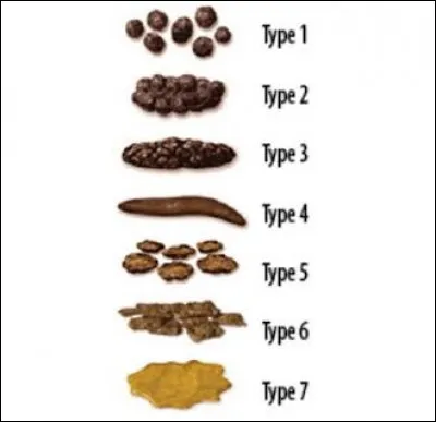 Quelle échelle visuelle permet de répartir les selles humaines en sept types ?