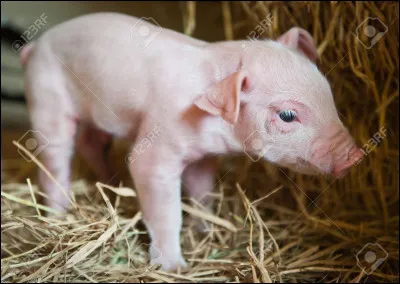 Quelle est la "mère" de cet animal ?