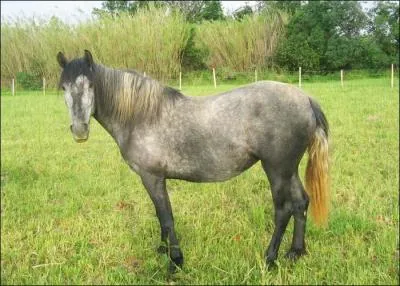 Quelle est la couleur de ce cheval ?