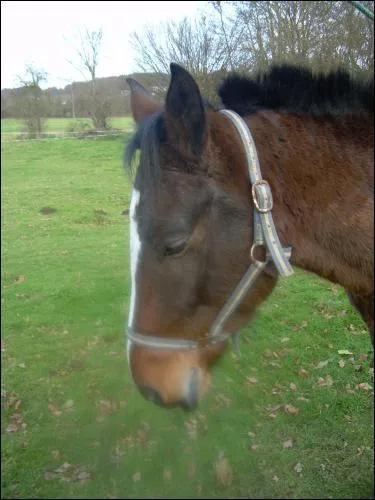 Quelle est la couleur de ce cheval ?