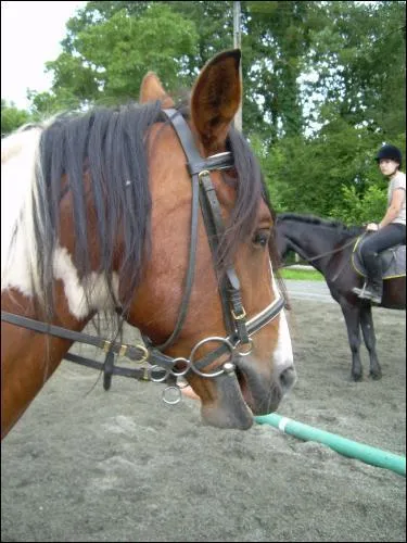 Les rênes sont-elles trop tendues ?