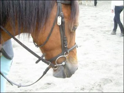 Ces rênes sont-elles bien ajustées (en longueur) ?