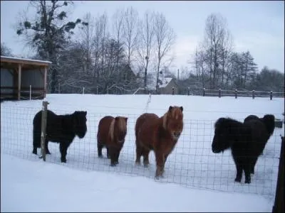 Peut-on laisser le cheval dehors toute l'année ?