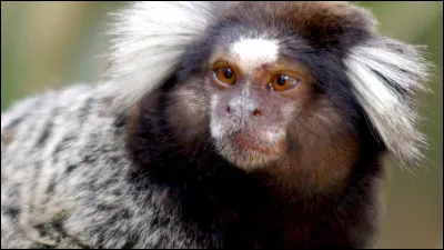 "La Planète des singes" est un long-métrage interprété par Paul Newman.