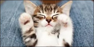 Quand a lieu la Journée internationale du chat ?