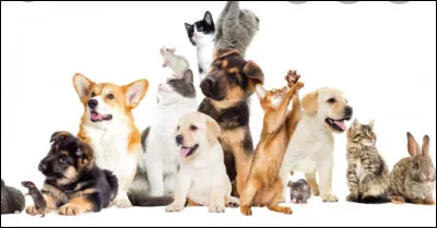 Ton animal préféré est :