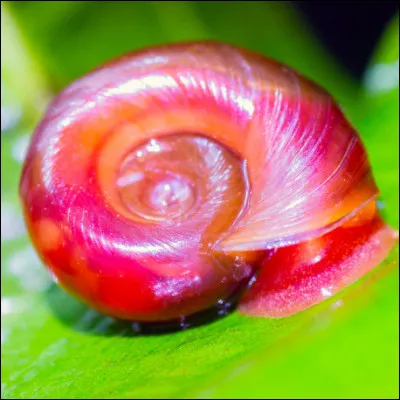 Quel est le rôle des escargots en aquarium ?