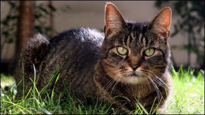 Combien de temps dort un chat en moyenne (par jour) ?