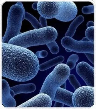 Qu'est-ce qu'un bacille ?