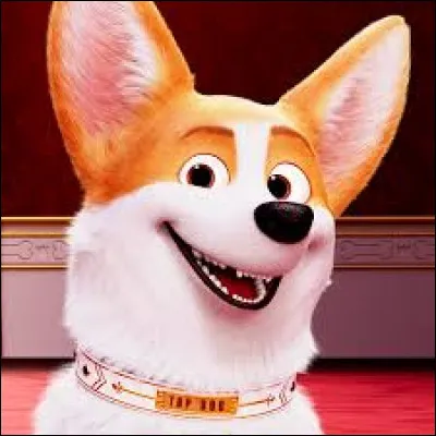 Quel grosse bêtise a faite ce corgi, bêtise qui lui vaut d'être séparé de son/sa propriétaire ?