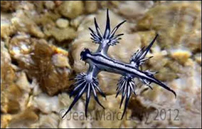 Quel est leur deuxième nom ?