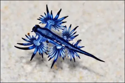 Ils mangent des méduses donc ils sont...