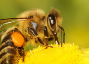 Quiz Les abeilles