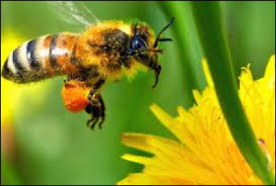 Combien de jours vit une abeille femelle ?