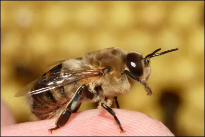 Comment s'appelle le mâle de l'abeille ?