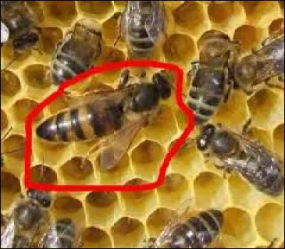 Quel est le rôle de la reine dans la ruche ?