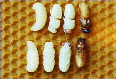 Elle pond combien d'œufs par heure ?