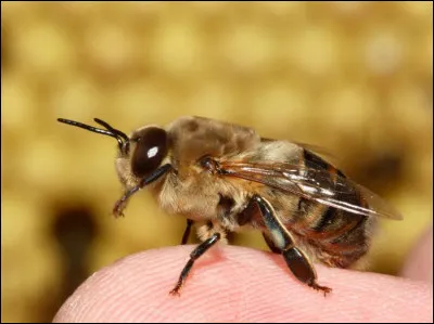 Quel est le rôle des faux-bourdons ?