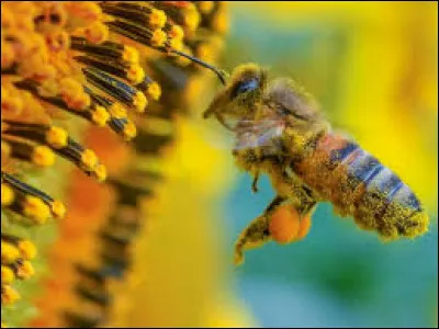 Comment les abeilles ramènent-elles le pollen à la ruche ?