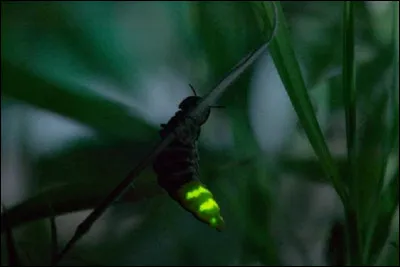 Qui émet de la lumière chez les lucioles ?