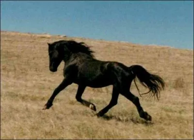 À quelle allure est ce cheval ?