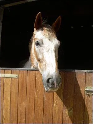 Peut-on toujours laisser le cheval au box ?