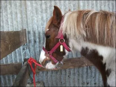 Ce cheval est-il bien attaché ?