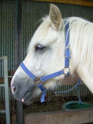Quiz Chevaux