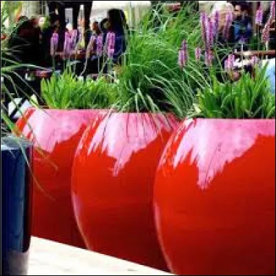 Dans quels types de pots peuvent être les orchidées ?