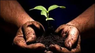 Comment s'appelle ce dans quoi se trouvent les orchidées (dans le pot) ?