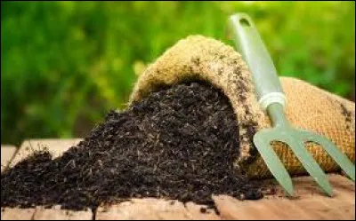 Quel engrais est le plus efficace pour les orchidées ?