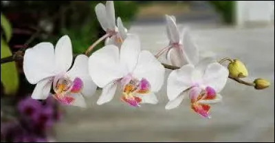 Que faut-il aux orchidées pour qu'elles soient épanouies ?