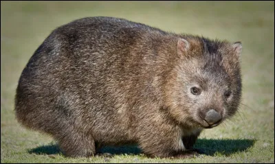Quel est le nom de cet animal qui fait des crottes cubiques ?