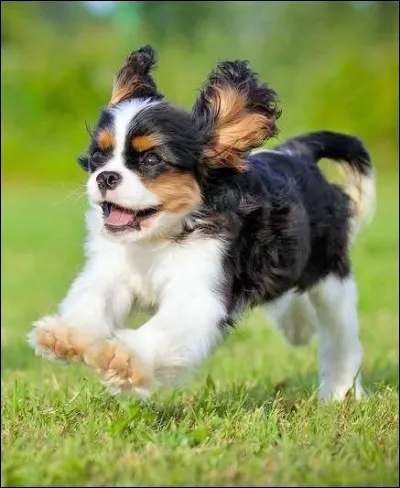 Le cavalier king charles aime-t-il les longues promenades ?