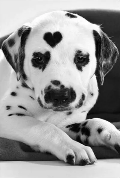Quel est le caractère du dalmatien ?