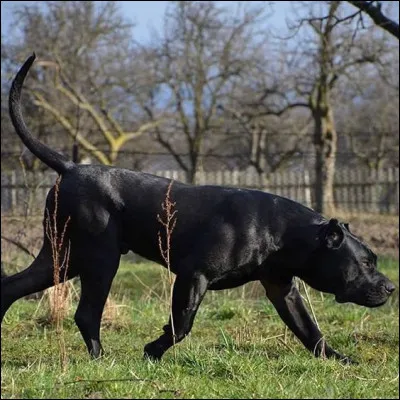 Quelle est la race de ce chien ?