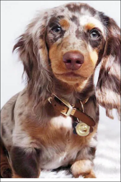 Est-ce que l'éducation du teckel est facile ?