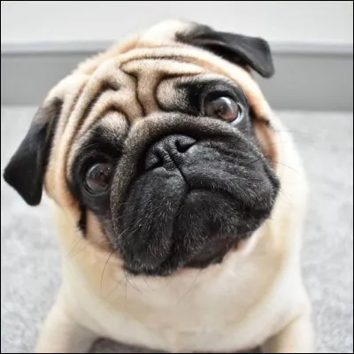 Quelle est cette race de chien ?