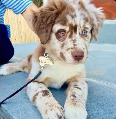 Quelle est l'origine du berger australien ?