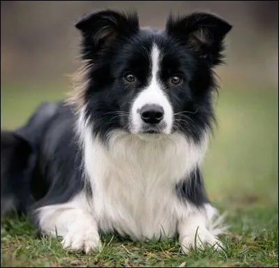 Quelle est la race de ce chien ?