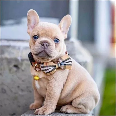 Quel est le poids du bouledogue français ?